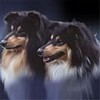Avatar perros