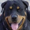 Avatar perros