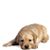 Emoticon animales perros y gatos