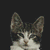 Emoticon animales perros y gatos